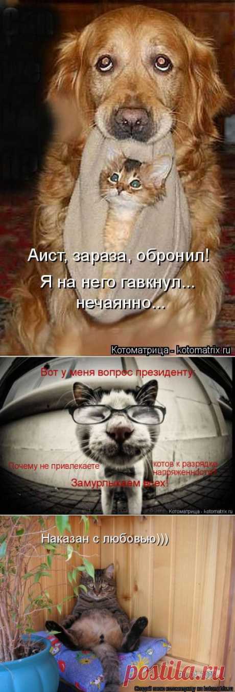 Котоматрица: Главная
