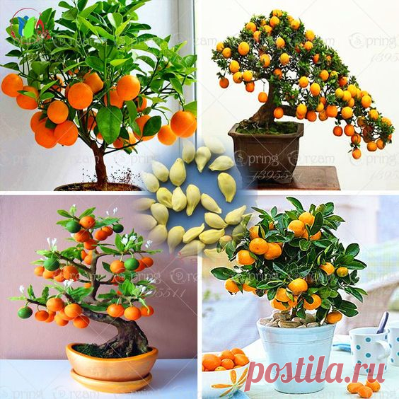 40 /Bag Bonsai Orange Tree Seeds Organic Fruit Tree Seeds For flower pot planters very big and delicious   |   Pinterest