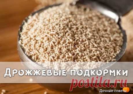 Дрожжевые подкормки
На подкормке из дрожжей растения растут как на дрожжах. Такая подкормка будет по душе всем культурам. 
Делимся с читателями газеты «Хозяйство» рецептом. 1 кг прессованных дрожжей разведите в 5 л теплой воды. Дайте часок постоять. Перед самым применением разведите дрожжевой настой в пропорции 1:10 (1 л настоя на 10 л воды). Подкормку можно приготовить и из сухих дрожжей. Растворите в 10 л теплой воды 10-граммовый пакетик сухих дрожжей и 2 ст. ложки сахара. Потомите такую