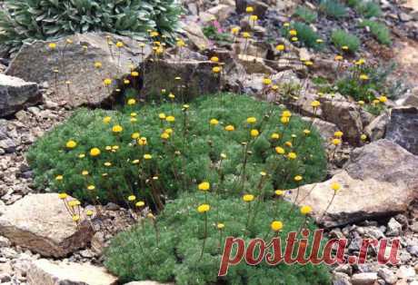 Котула Булавочница (Котула щетинистоволосистая - Cotula hispida)