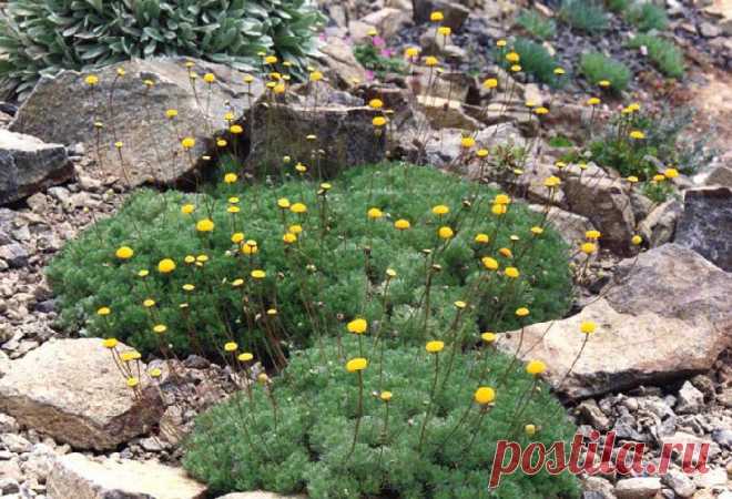 Котула Булавочница (Котула щетинистоволосистая - Cotula hispida)