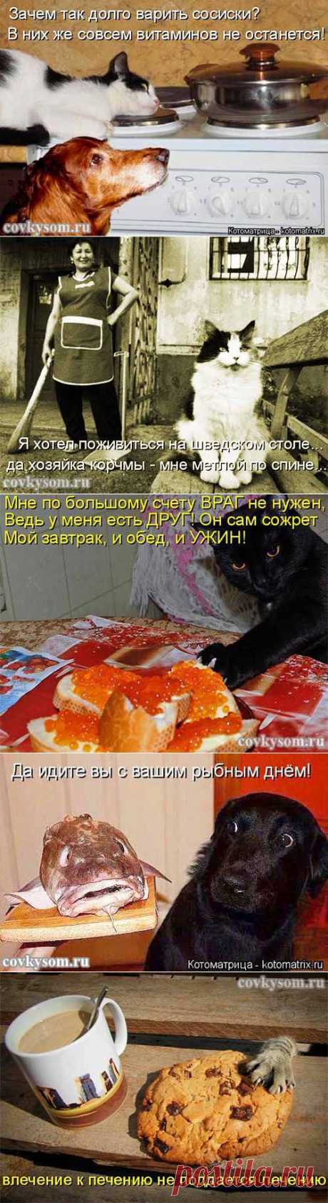 Куриное филе лосося - кулинарный юмор. Подборка из 25-и забавных котоматриц на тему еды. Остальные картинки по ссылке, на сайте &quot;Со вкусом&quot;.