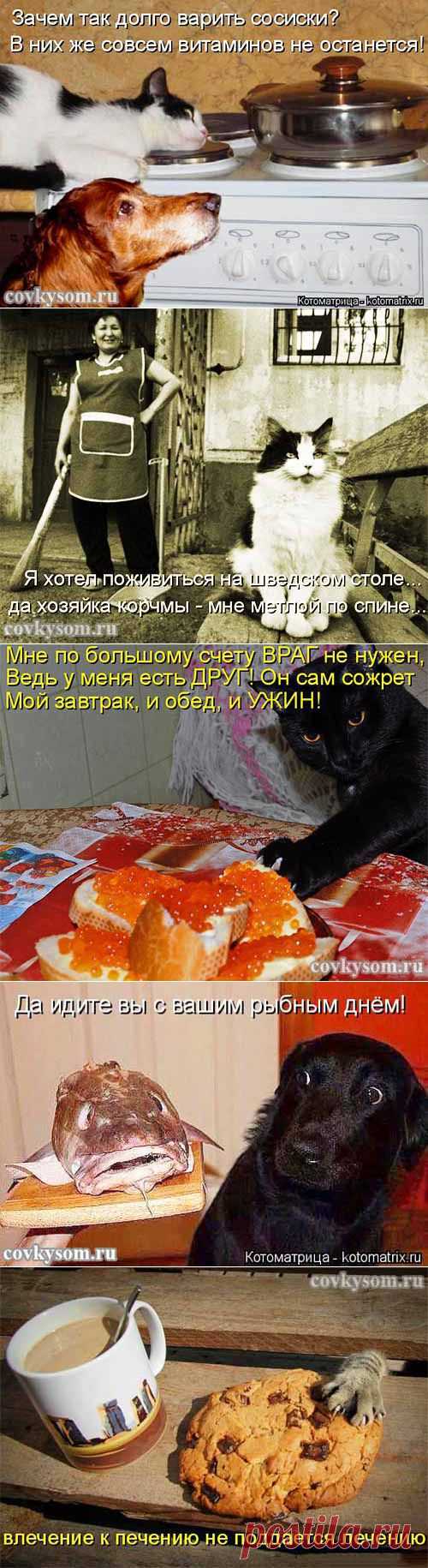 Куриное филе лосося - кулинарный юмор. Подборка из 25-и забавных котоматриц на тему еды. Остальные картинки по ссылке, на сайте "Со вкусом".