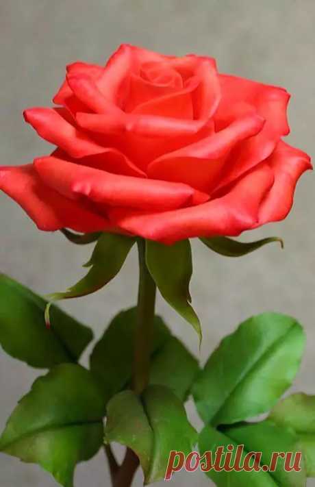 Flowers – Google+
