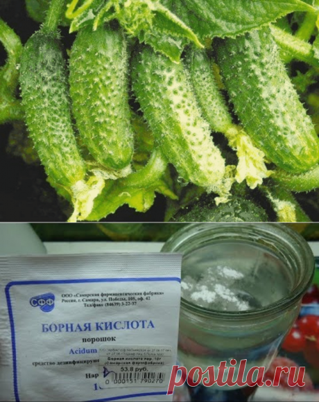 (81) Одноклассники