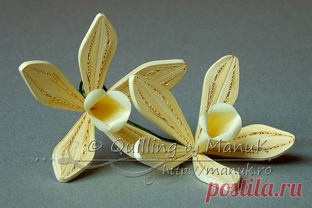 Quilled Vanilla Orchid with Real Vanilla Pods (Vanilla Planifolia)