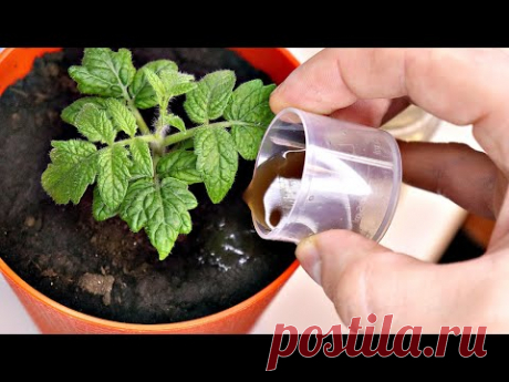 Несколько капель и пышная рассада с толстыми стеблями вам обеспечена! Аминозол для рассады подкормка