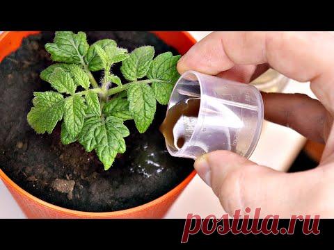 Несколько капель и пышная рассада с толстыми стеблями вам обеспечена! Аминозол для рассады подкормка