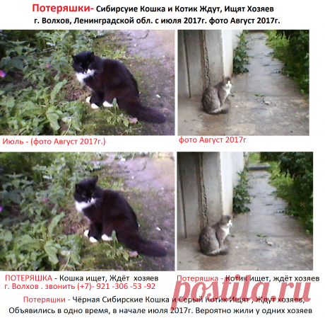 Потеряшки- Чёрная Сибирская кошка ( или Кот) и Серый Сибирский котик, (ЯВНО ДОМАШНИЕ) объявились одновременно в июле 2017г.,  Ищут, Ждут хозяев в г. Волхов,  Ленинградской обл. Вероятно жили у одних хозяев. Возможно подло брошены &quot;за ненадобностью&quot;. Фото объявление Кошек и тел. обращения см. по указанной ссылке на сайт.  Фото Кошек :- https://azubo.ru/foto/27/11227b.jpg

Звонить +7 921 306 53 92