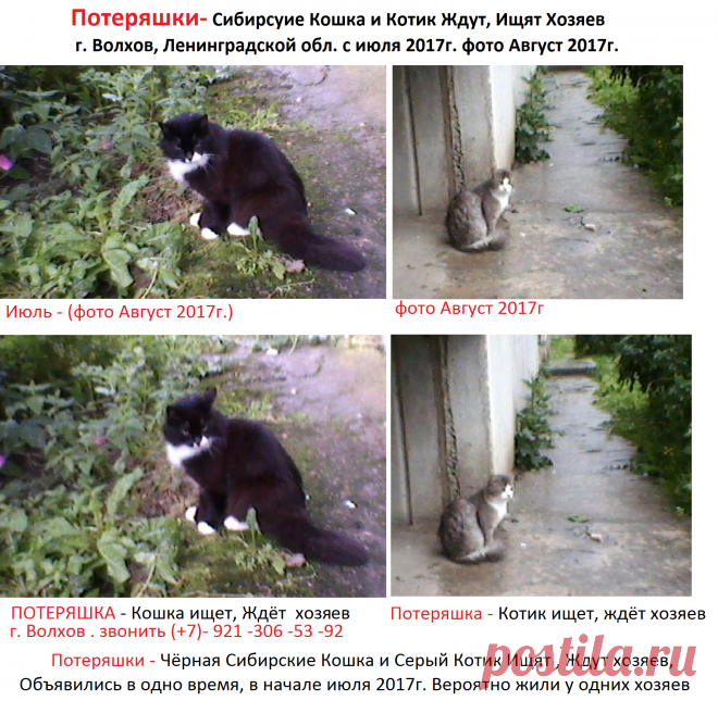Потеряшки- Сибирские Кошка и Котик Ищят, Ждут хозяев в г. Волхов, Ленинградской обл.
Чёрная Сибирская кошка и Серый Сибирский котик, объявились одновременно в июле 2017г.,  вероятно жили у одних хозяев.
г. Волхов. Ленинградской обл. Звонить  +79111572393