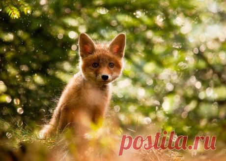Животные крупным планом Роберта Адамека (Robert Adamec) — Фотоискусство