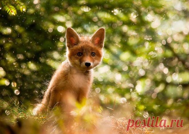 Животные крупным планом Роберта Адамека (Robert Adamec) — Фотоискусство