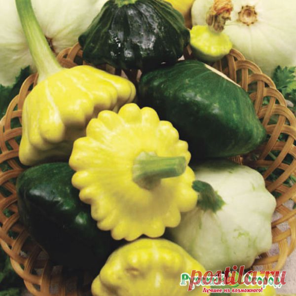 Семена. Патиссон 