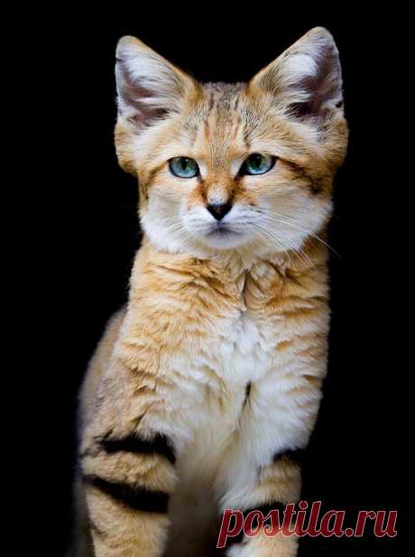 Sand Cat by Martin Wait / 500px