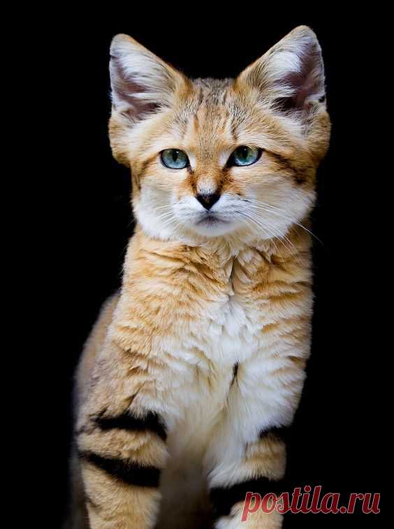 Sand Cat by Martin Wait / 500px
