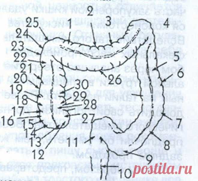 Наш кишечник – стимулирующая система всего организма!