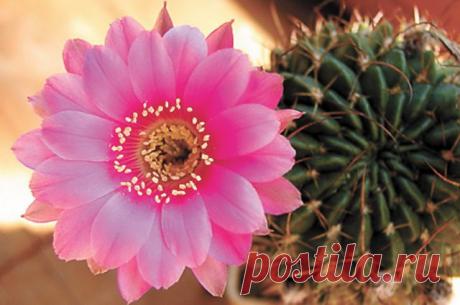 КАК УХАЖИВАТЬ ЗА КАКТУСАМИ | Самоцветик