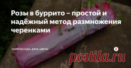 Розы в буррито – простой и надёжный метод размножения черенками Вам подарили необыкновенной красоты букет роз вашей мечты. Или самые красивые розы, какие вы можете себе представить, растут по соседству, но не у вас. Используя метод буррито – размножение черенками (веточками, стеблями), можно исправить ситуацию – получить вожделенный сорт любимых цветов быстро и практически без затрат.
Метод буррито подходит и для домашнего (на подоконнике) и дачного сада. Один