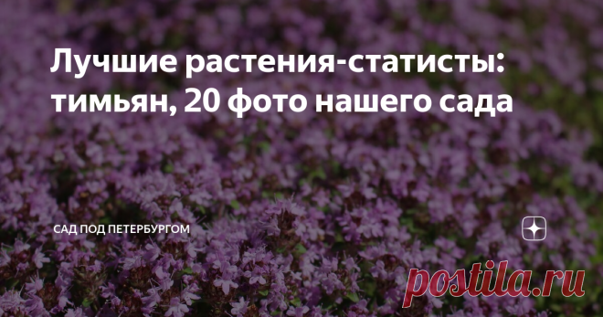 Лучшие растения-статисты: тимьян, 20 фото нашего сада Я не раз рассказывала про свою полянку из тимьяна лимоннопахнущего (Thymus citriodorus) раньше, но здесь попробую свести все достоинства и недостатки воедино, а заодно рассказать и о других сортах этого замечательного растения.  Итак,  Достоинства тимьяна: 🌿1🌿. Красивая вечнозеленая листва Зимой ничуть не хуже, чем летом: Пестролистные сорта Я попробовала некоторые пестролистные тимьяны, но из-за того, что по-настояще...