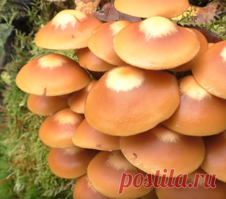 Опёнок летний: брать или проходить мимо? | В лес по грибы | Яндекс Дзен