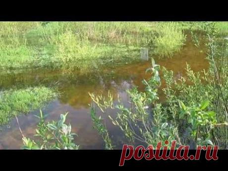 Полезные обитатели огорода. Лягушки и жабы. Н.М.Жирмунская.