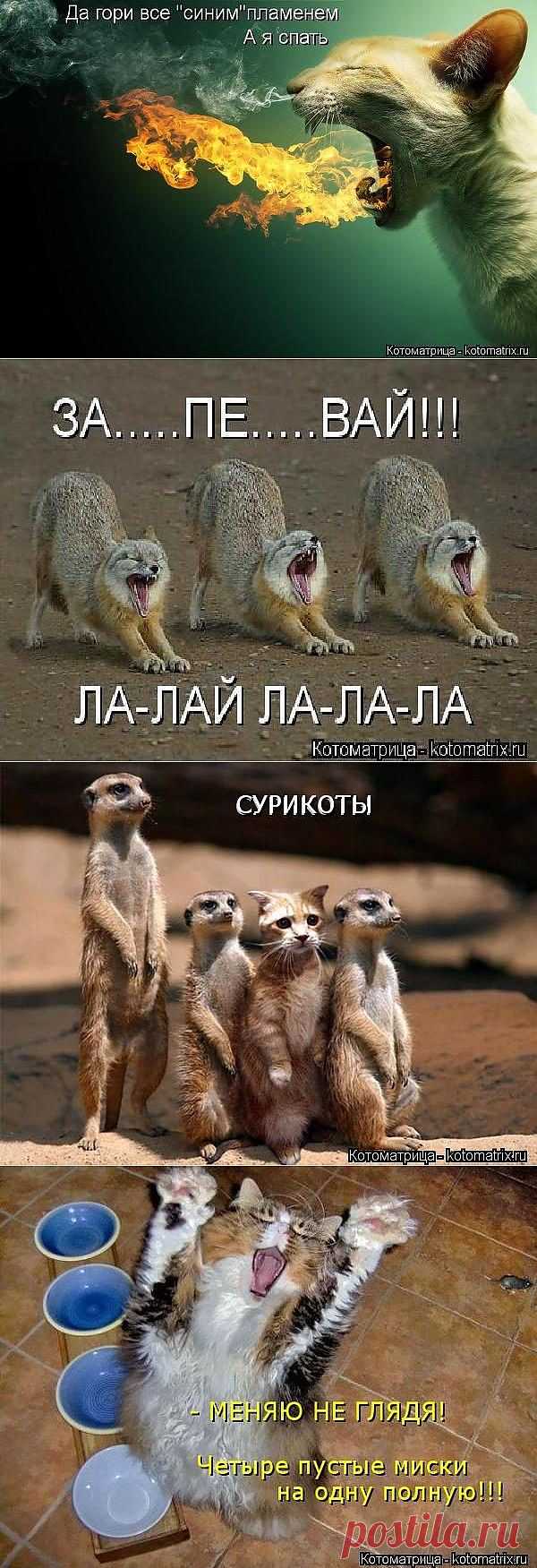 Котоматрица за неделю / Питомцы