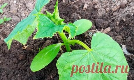 МЕЛ....Почему огурцы плохо идут в рост и что нужно делать. Делюсь рецептом своей подкормки | Мой сад и огород | Яндекс Дзен