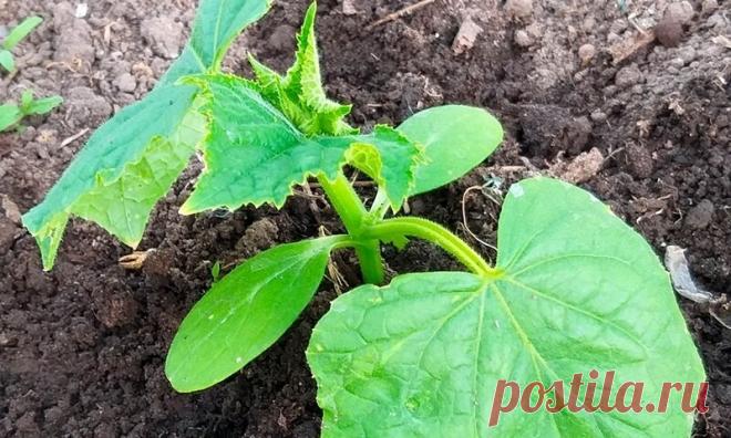 МЕЛ....Почему огурцы плохо идут в рост и что нужно делать. Делюсь рецептом своей подкормки | Мой сад и огород | Яндекс Дзен