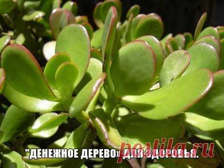 &quot;Денежное дерево» для здоровья