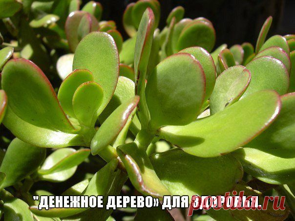 "Денежное дерево» для здоровья