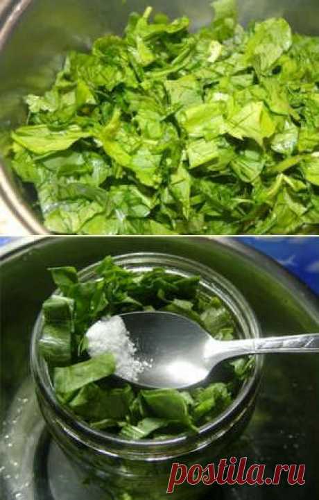 Как заморозить щавель на зиму: видео-рецепт приготовления