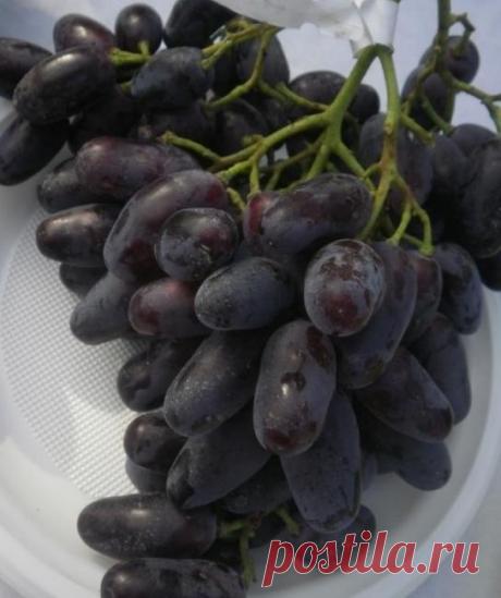 Виноград Джованни: популярный российский сорт Сорт винограда Джованни является одним из самых ранних. Отличается он необычным внешним видом кистей, гармоничным вкусом и популярностью у покупателей. Также сорт отличается универсальностью - его яго...