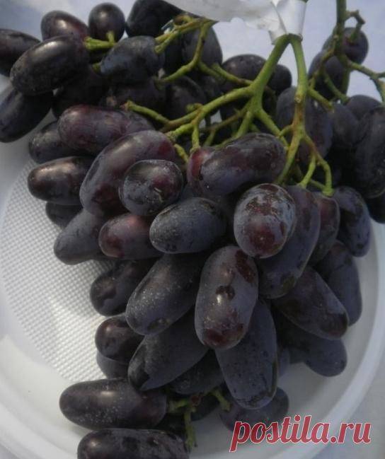 Виноград Джованни: популярный российский сорт Сорт винограда Джованни является одним из самых ранних. Отличается он необычным внешним видом кистей, гармоничным вкусом и популярностью у покупателей. Также сорт отличается универсальностью - его яго...