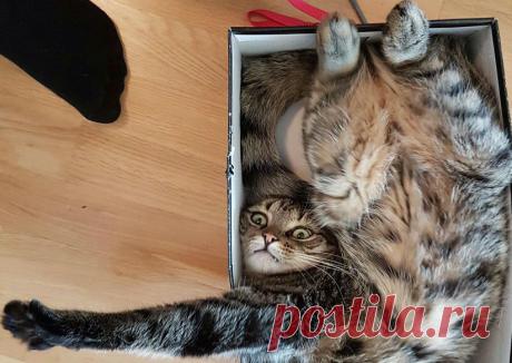 Самые очаровательные, смешные и глупые коты «Твиттера» за год • НОВОСТИ В ФОТОГРАФИЯХ