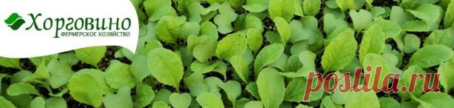 Готовим кимчи. Рецепт блюд из пекинской капусты, как приготовить кимчи