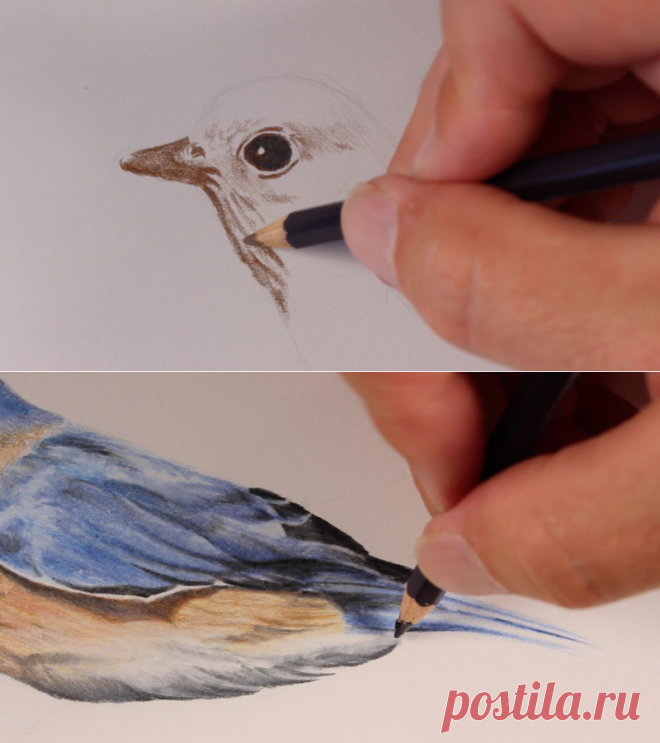 How to Draw a Bird-Colored Pencils