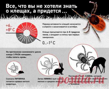 ЛЕЧЕБНЫЕ ТРАВЫ- Лечение народной медициной | ЗОЖ