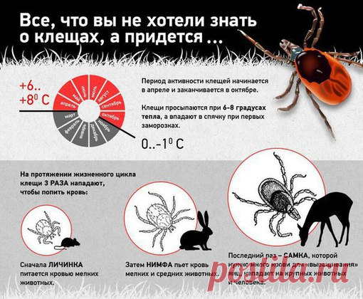 ЛЕЧЕБНЫЕ ТРАВЫ- Лечение народной медициной | ЗОЖ