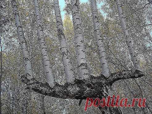 Фото@Mail.Ru: Владимир Пчеловод : Что нового
