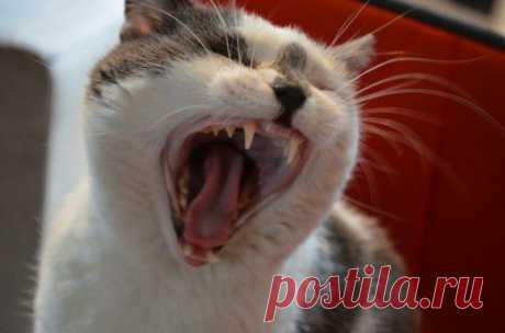 (+1) тема - Утренняя бодрость | Полезные советы