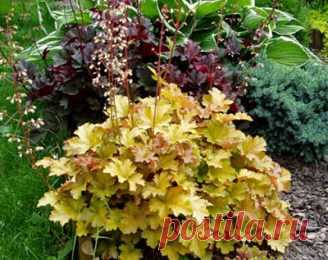 Гейхера в саду - Дачные радости