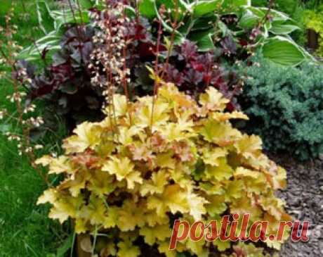 Гейхера в саду - Дачные радости