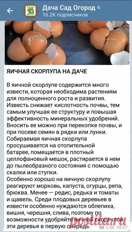 Зачем сажать рассаду в саду. Много полезной информации на нашем блоге. У нас много информации на тему домашних цветов.