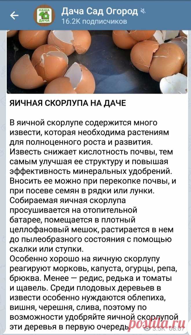 Зачем сажать рассаду в саду. Много полезной информации на нашем блоге. У нас много информации на тему домашних цветов.
