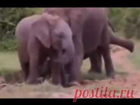 Животные тоже могут пить. | ШАГ НАВСТРЕЧУ