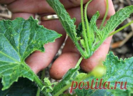 «Пасынки в помощь»: Как получить еще больше урожая огурцов до самой осени? Первые огурцы пошли уже полным ходом, и мы их сразу отправляем на засолку. Стараясь сделать побольше солений, мы забываем про себя, то есть насладиться летним вкусом свежих огурцов. Что же делать если