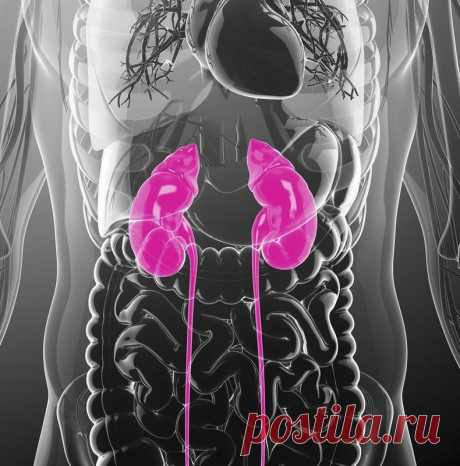 Как укрепить почки Почки – уникальный орган, который может «терпеть» несоответствующие условия жизнедеятельности очень долго. Как правило, люди годами живут и не жалуются на работу почек. Данный парный орган, благодаря воде, поступающей в организм, удаляют накапливающиеся соли и токсины.