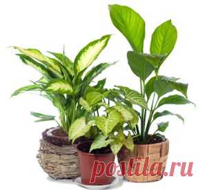 Вампир или талисман? | Велемудр