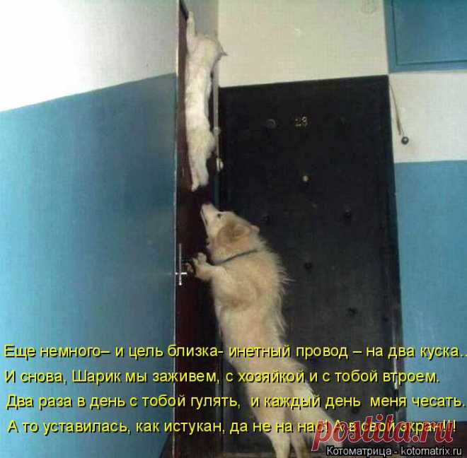 Котоматрица: Круть
