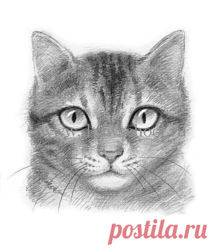 Как нарисовать мордочку кошку простым карандашом